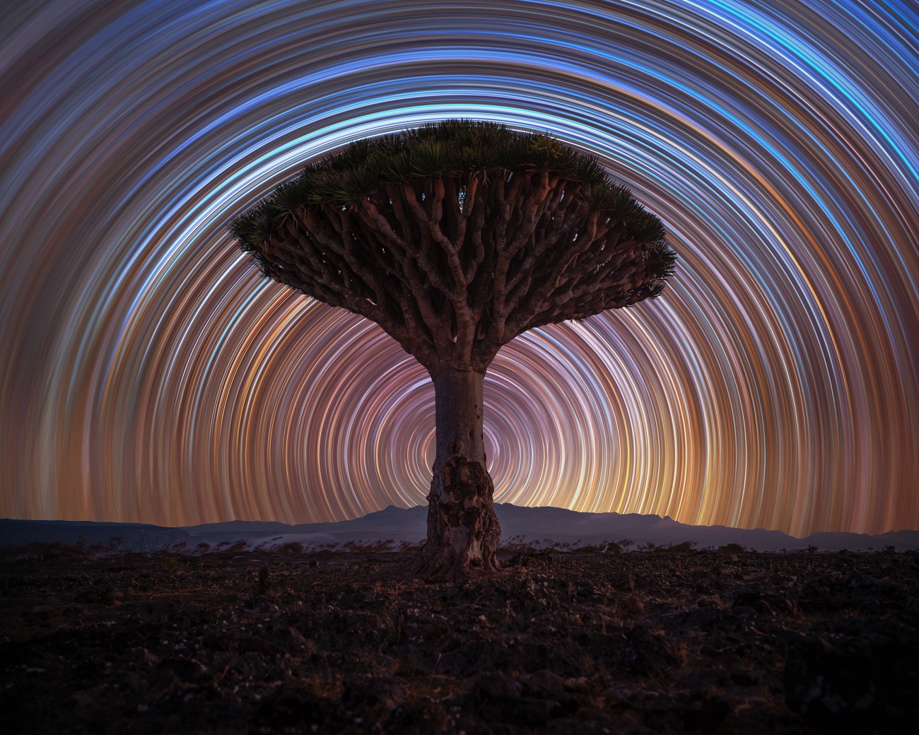 Star trails behind Socotra’s Dragon Blood Tree forest