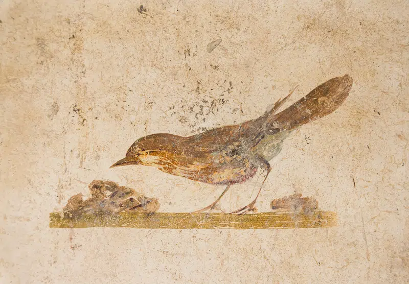 ancient rome mallorca bird thrushes cesspit street food