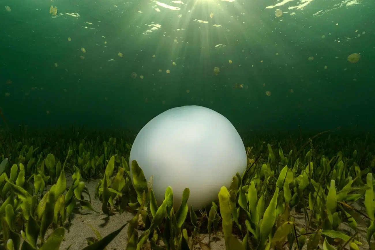 2025 BigPicture Natural World People's Choice Award Nominee