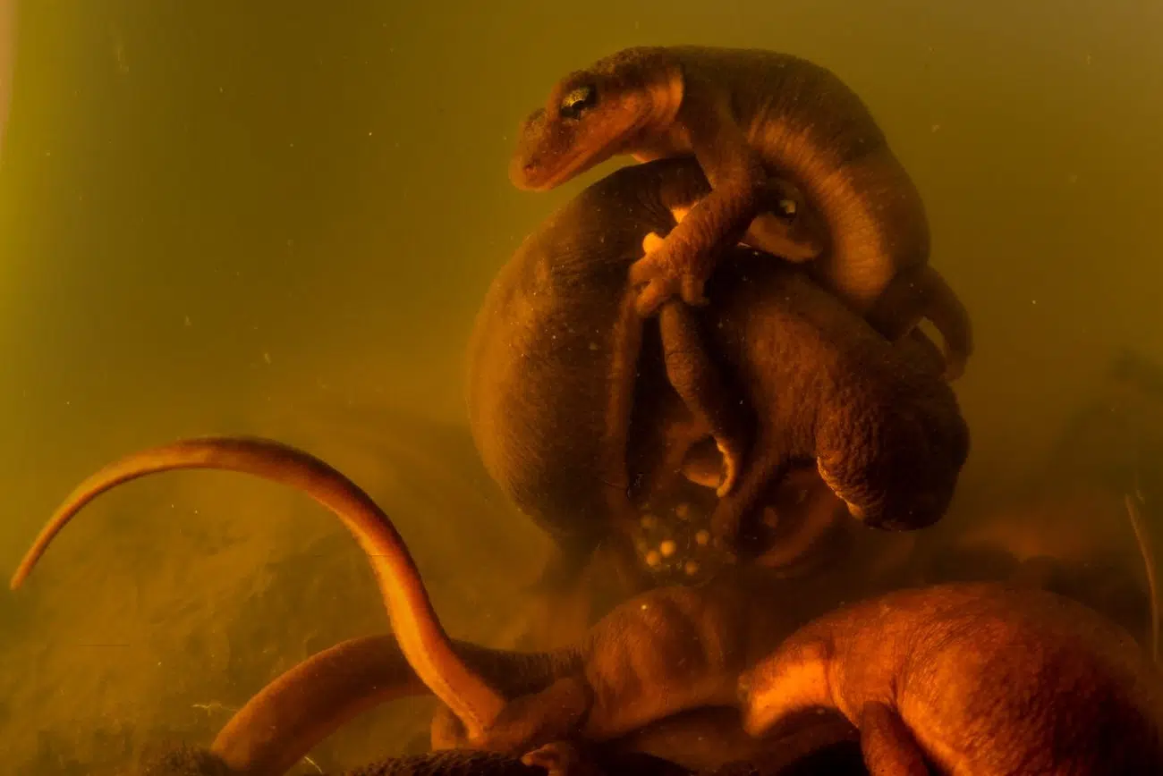 2025 BigPicture Natural World People's Choice Award Nominee