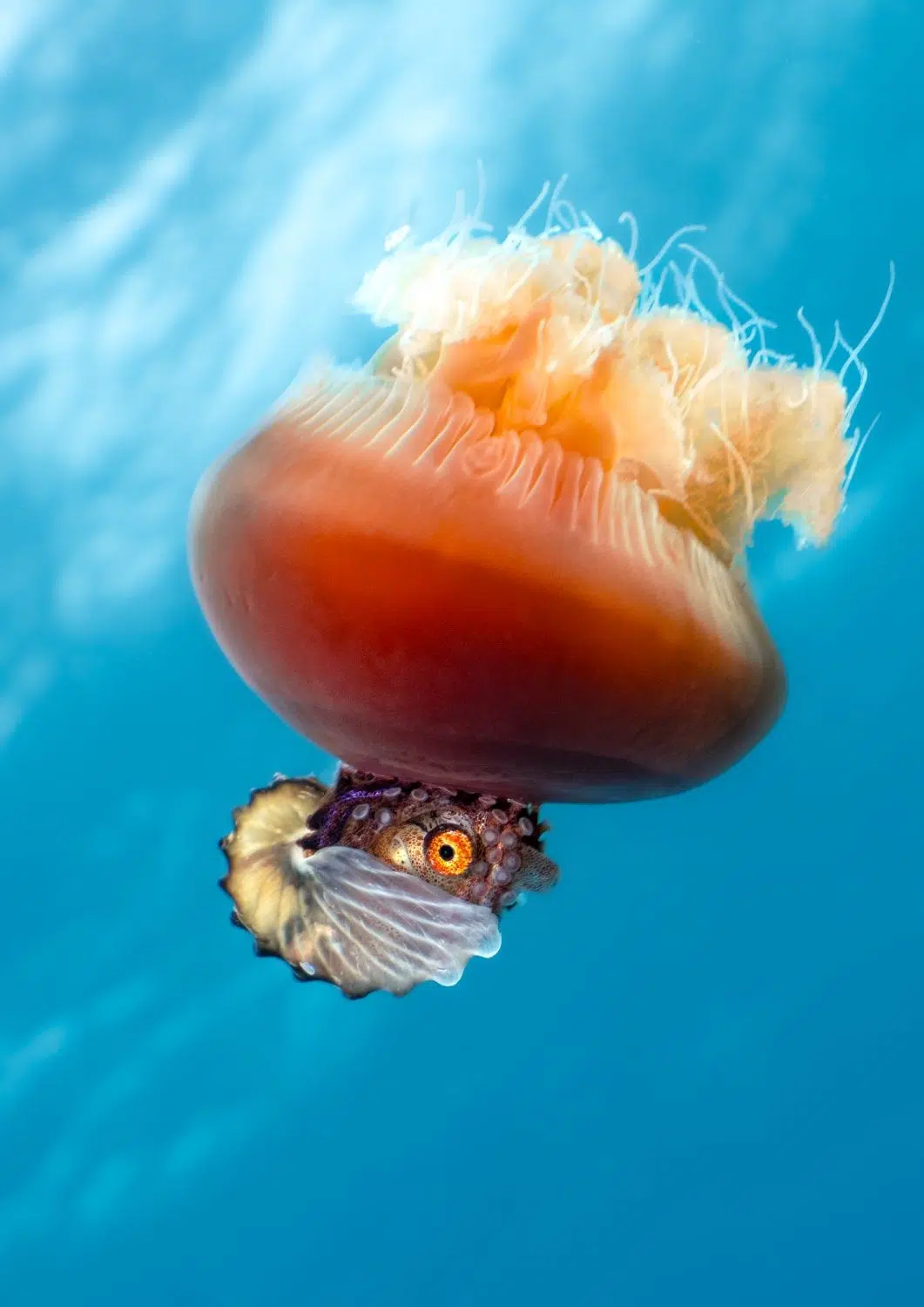 2025 BigPicture Natural World People's Choice Award Nominee