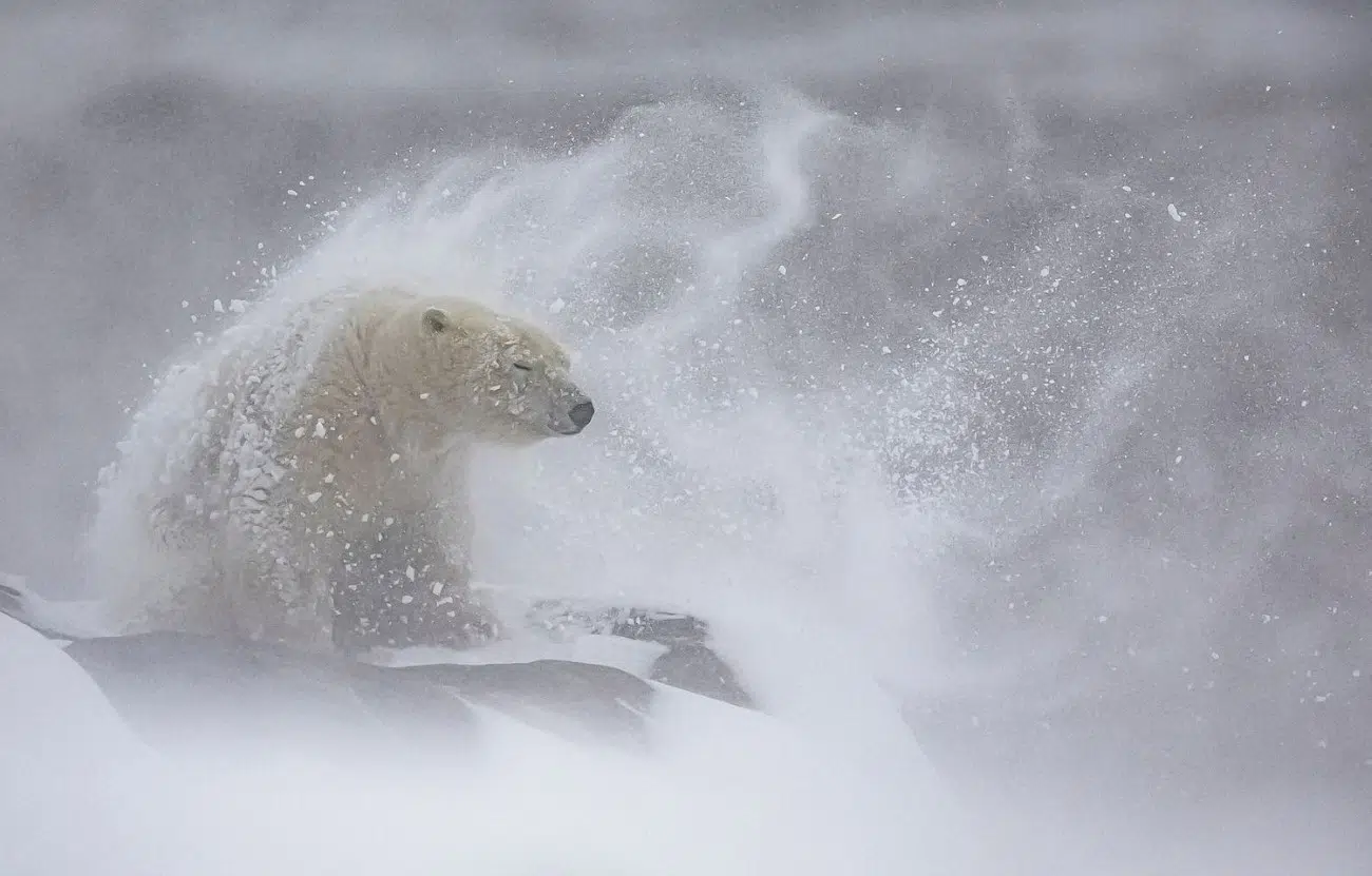 2025 BigPicture Natural World People's Choice Award Nominee