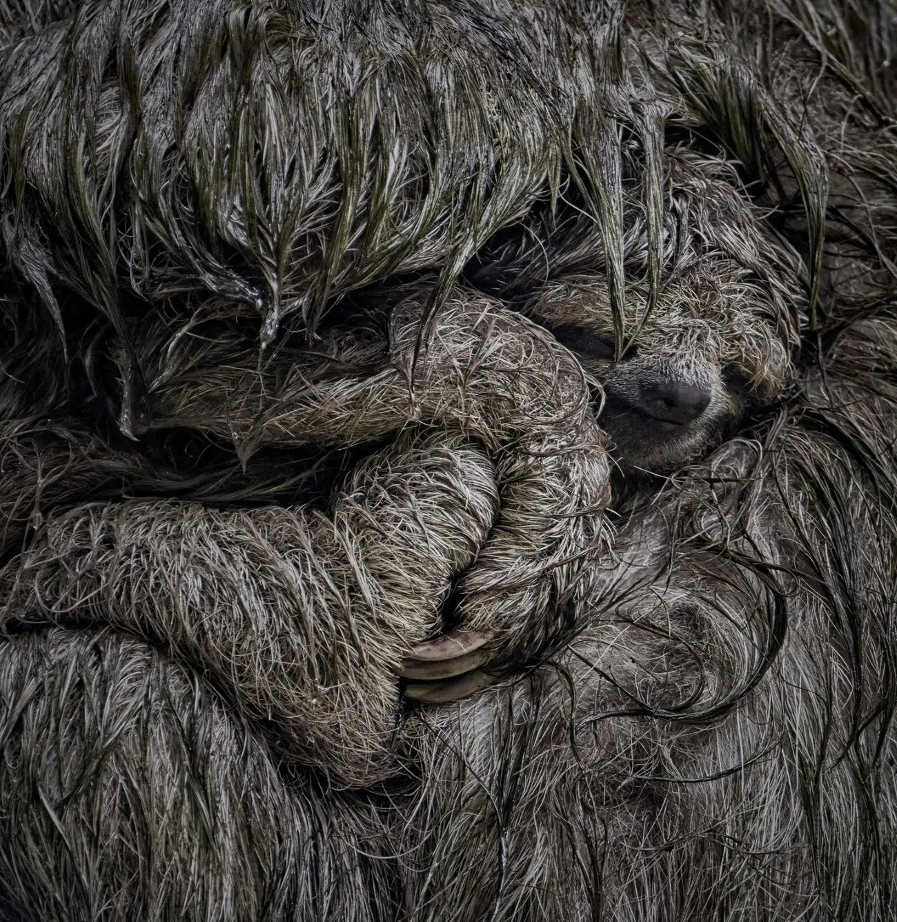 2025 BigPicture Natural World People's Choice Award Nominee