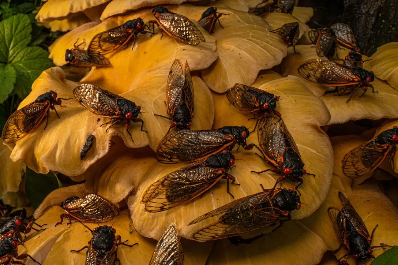 2025 BigPicture Natural World People's Choice Award Nominee