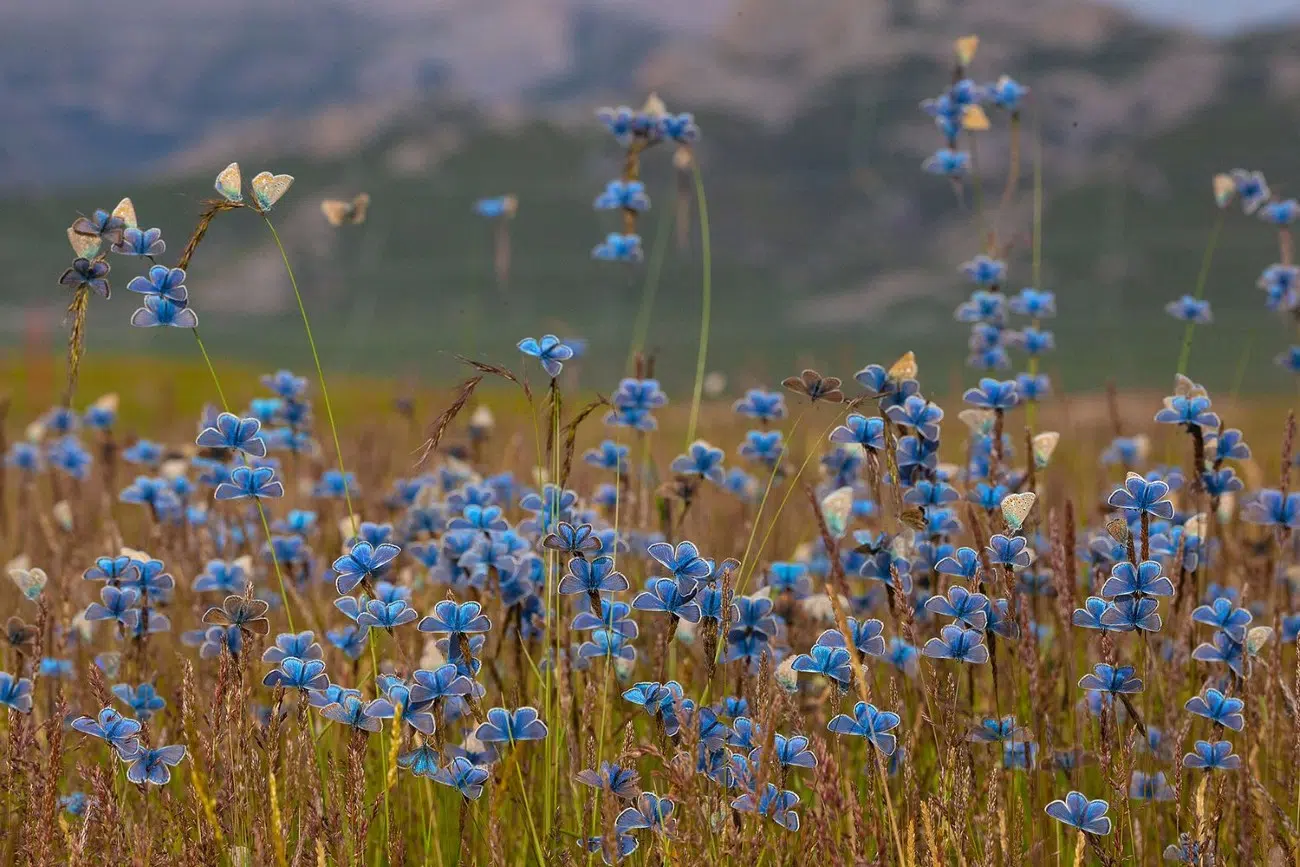 2025 BigPicture Natural World People's Choice Award Nominee