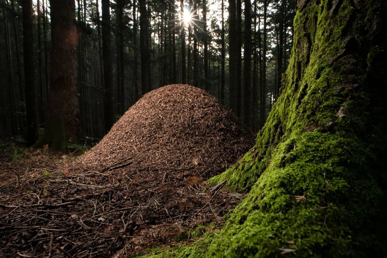 2025 BigPicture Natural World People's Choice Award Nominee