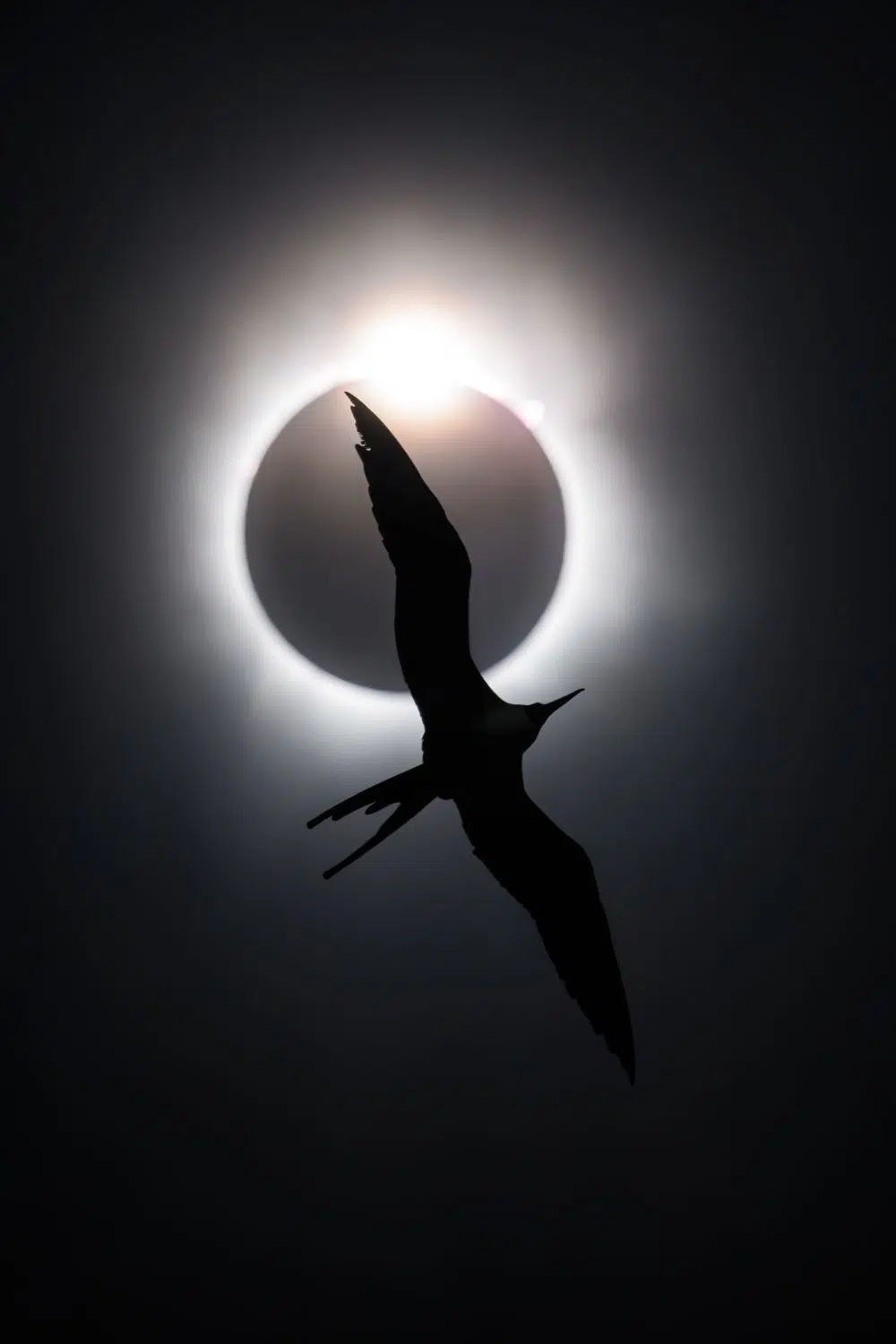 2025 BigPicture Natural World People's Choice Award Nominee