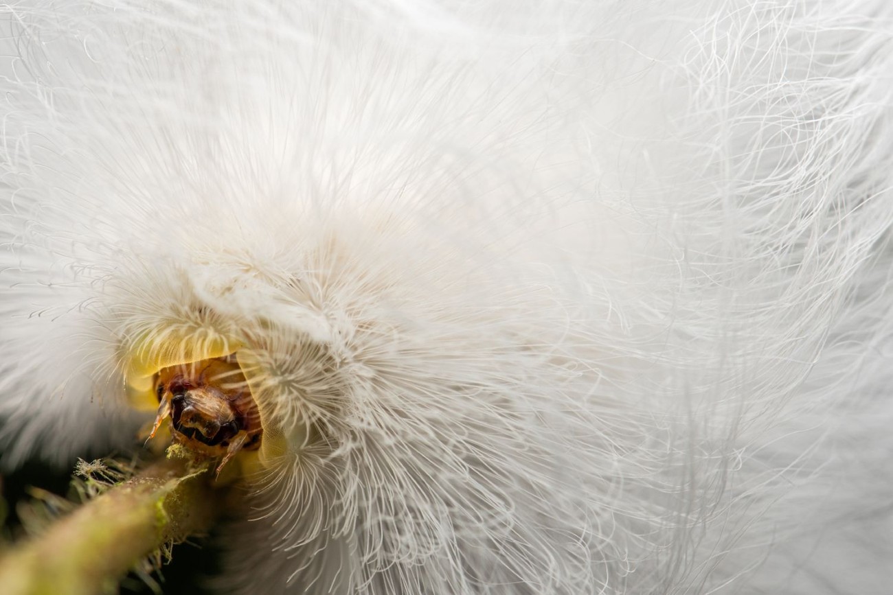 2025 BigPicture Natural World People's Choice Award Nominee