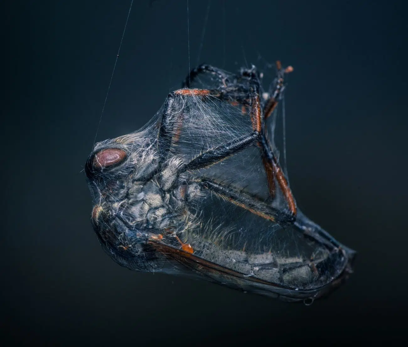 2025 BigPicture Natural World People's Choice Award Nominee