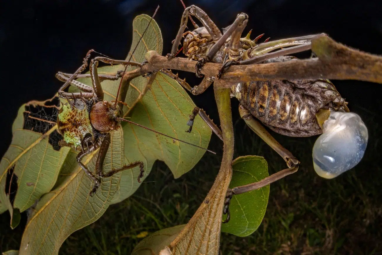 2025 BigPicture Natural World People's Choice Award Nominee