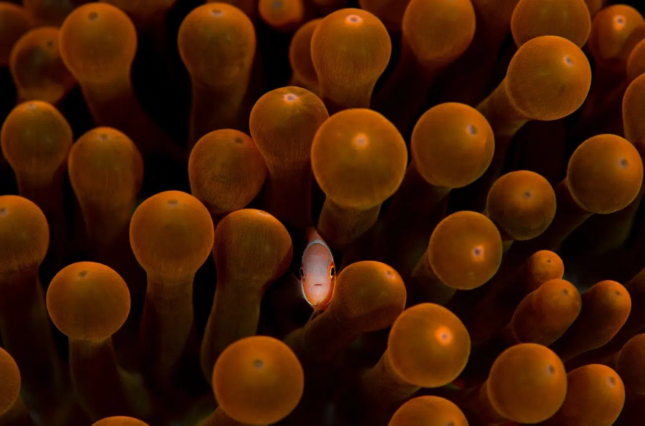 2025 BigPicture Natural World People's Choice Award Nominee
