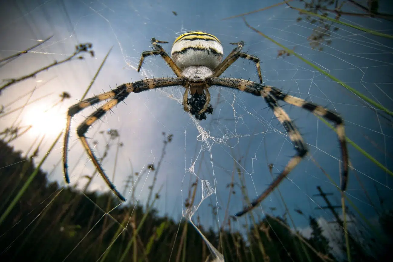 2025 BigPicture Natural World People's Choice Award Nominee