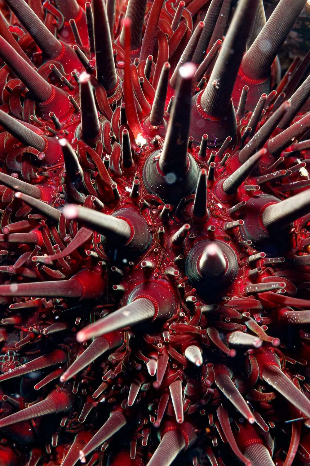 2025 BigPicture Natural World People's Choice Award Nominee