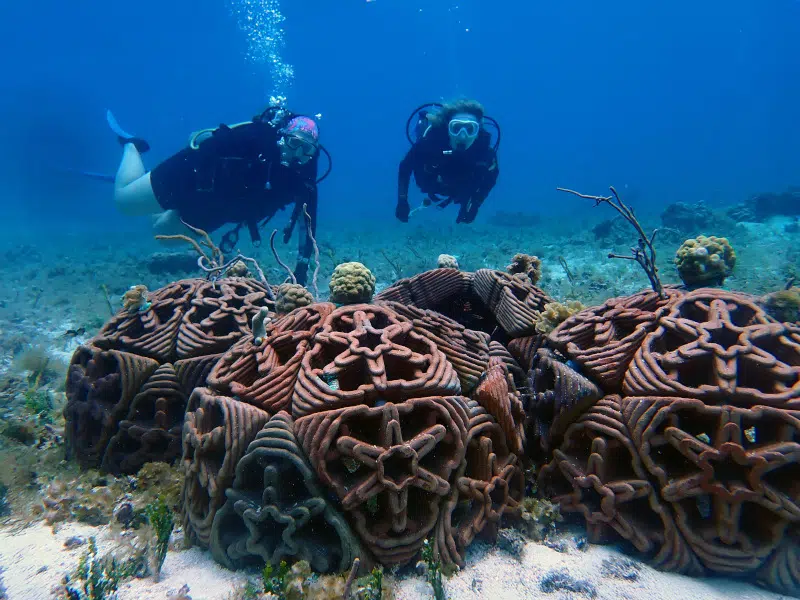 Thrasos - Sargassum Composite 3D Printed Structures