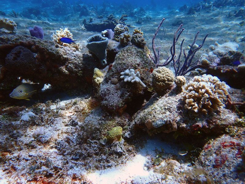 Replanted corals growing on the reef rocks
