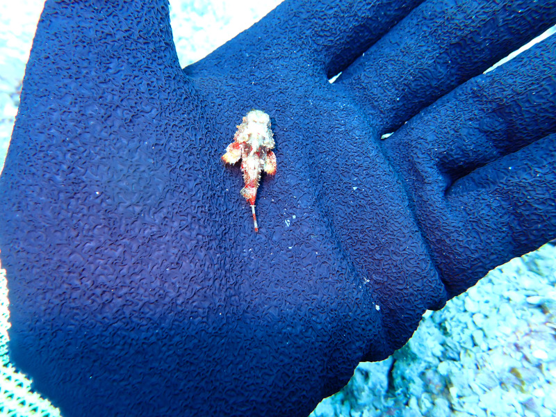 Reefs provides shelter to baby fish to grow - 25% of marine life begins on reefs
