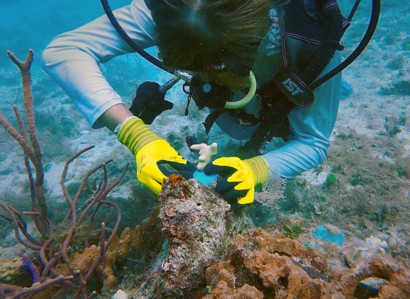 Cozumel Coral Reef Restoration Program Cozumel Coral Reef Restoration Program
