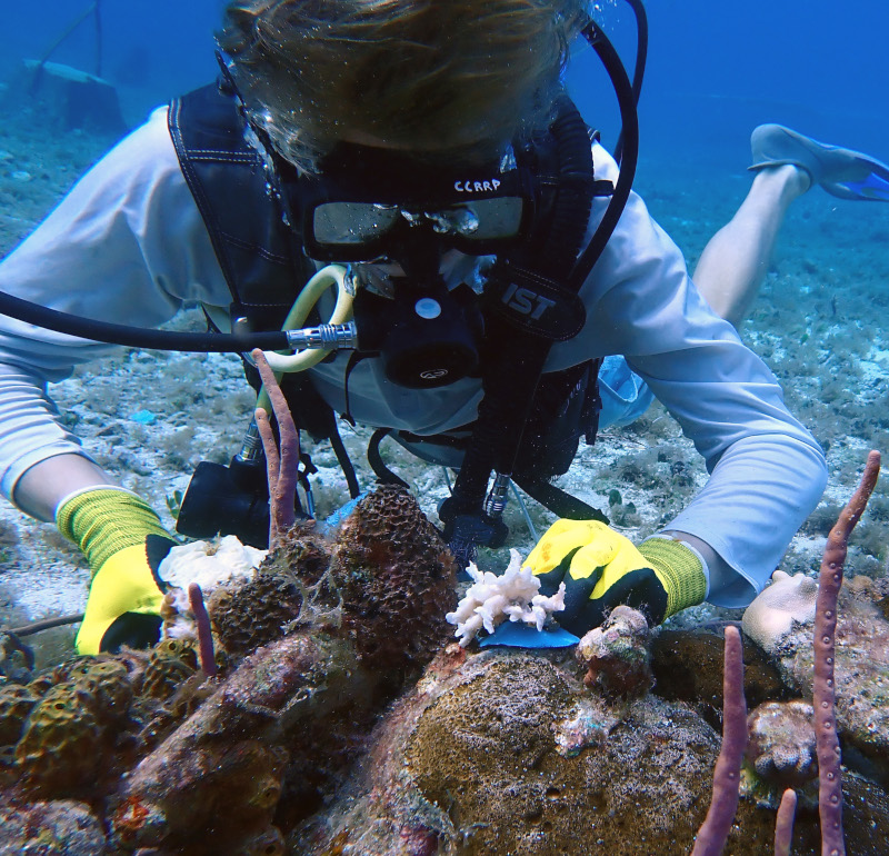 Cozumel Coral Reef Restoration Program Planting corals