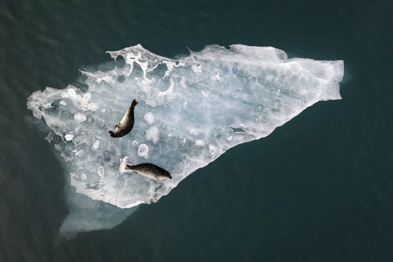 Seals lounging on drifting slab of ic