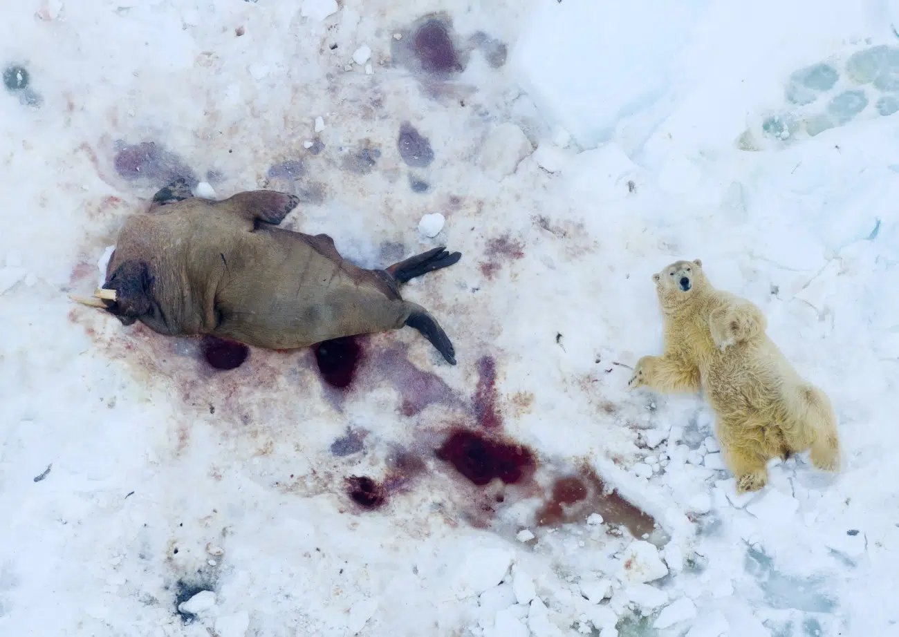 Polar bear on Svalbard after eating on a walrus carcass. 