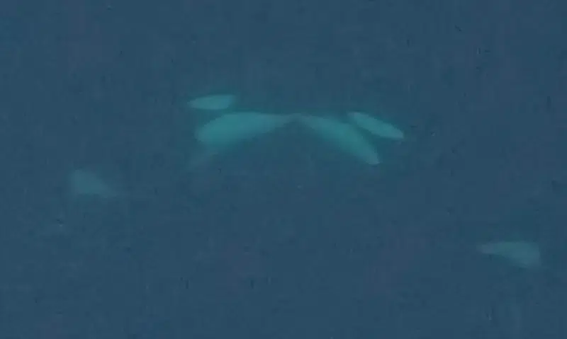 Orcas kissing underwater