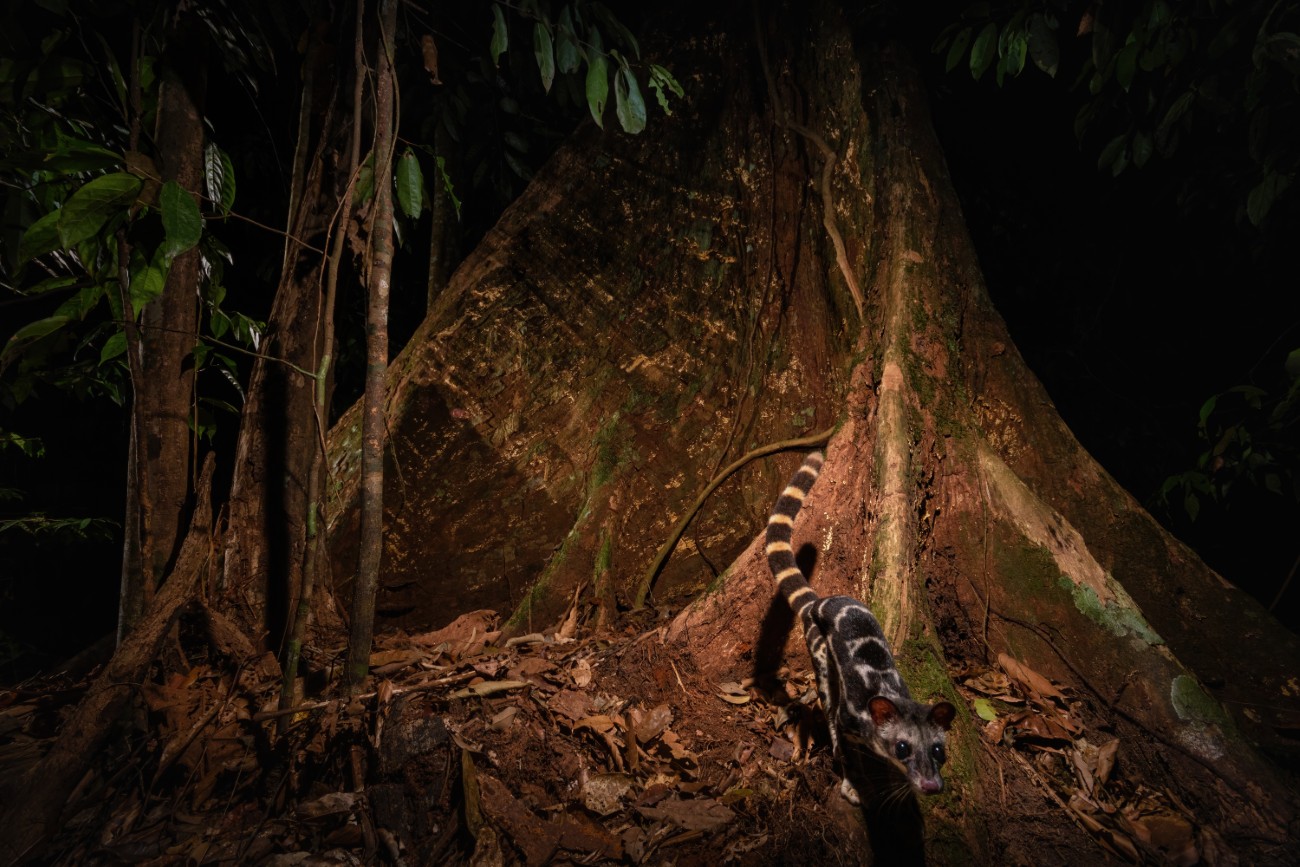 Banded linsang