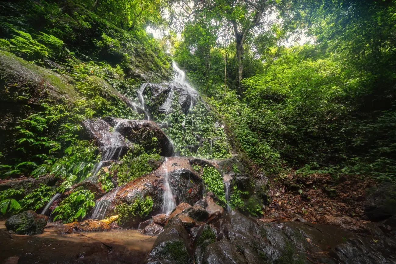 Sumatran jungle