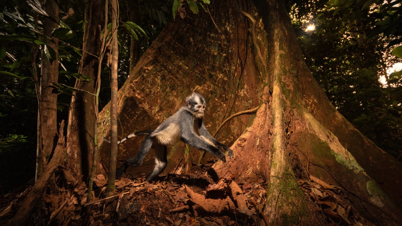 Langur