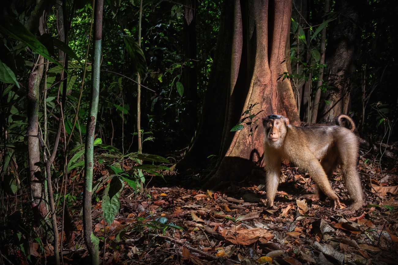 Macaca nemestrina
