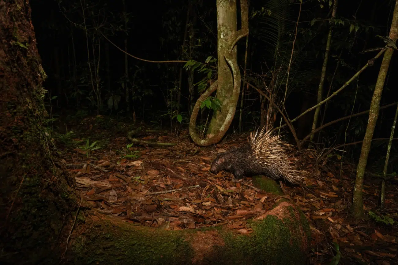 Porcupine