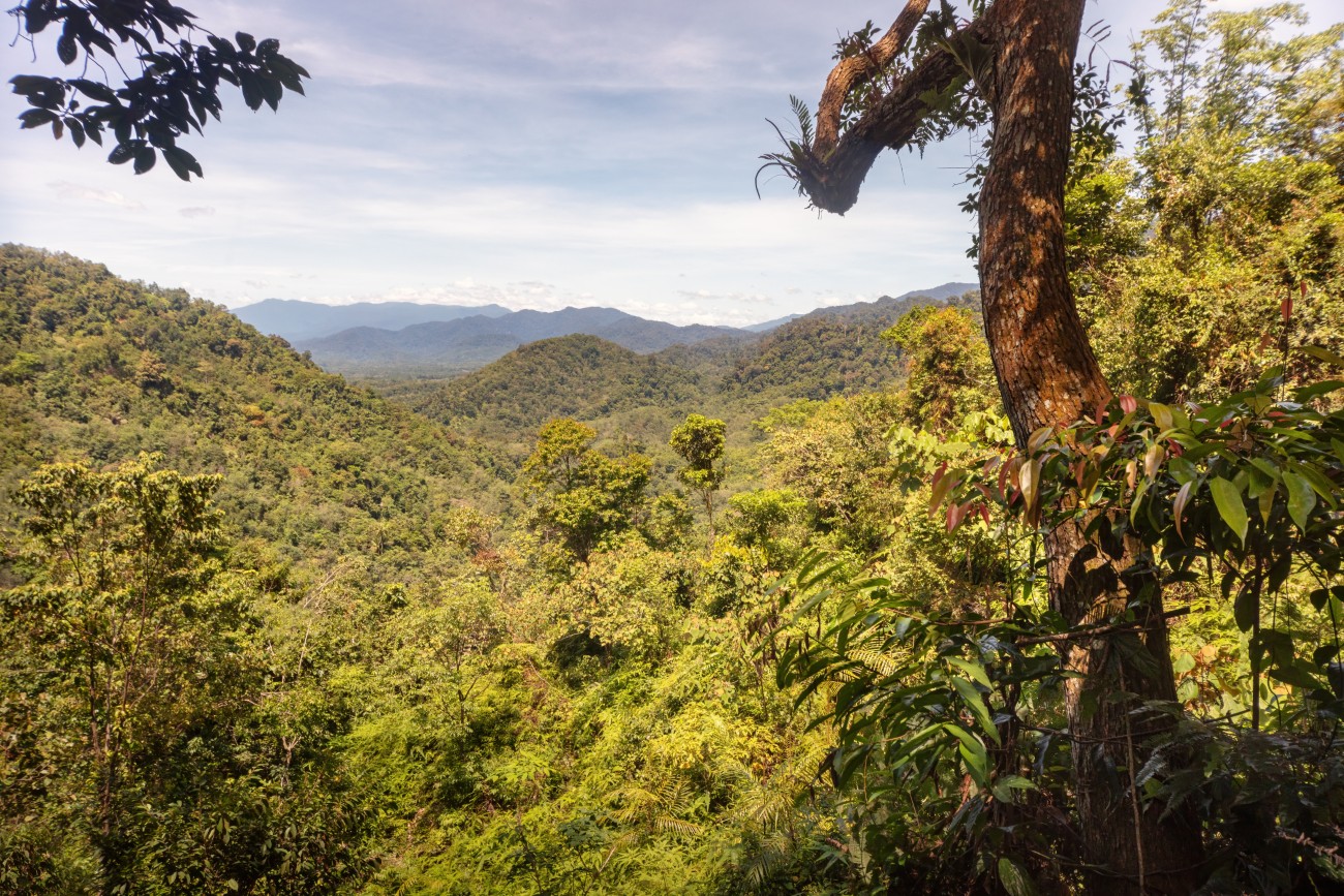 Sumatran jungle