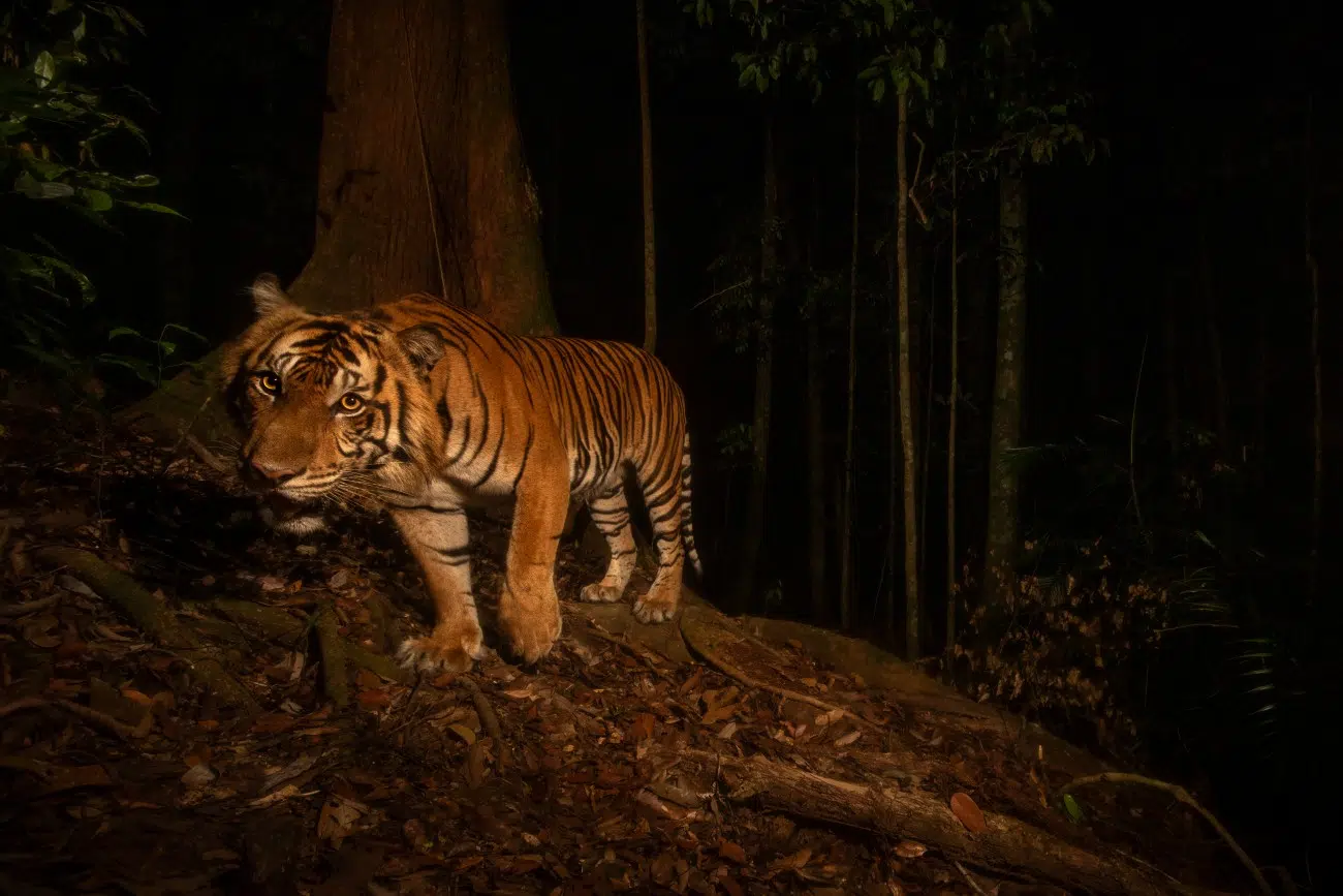 Sumatran tiger