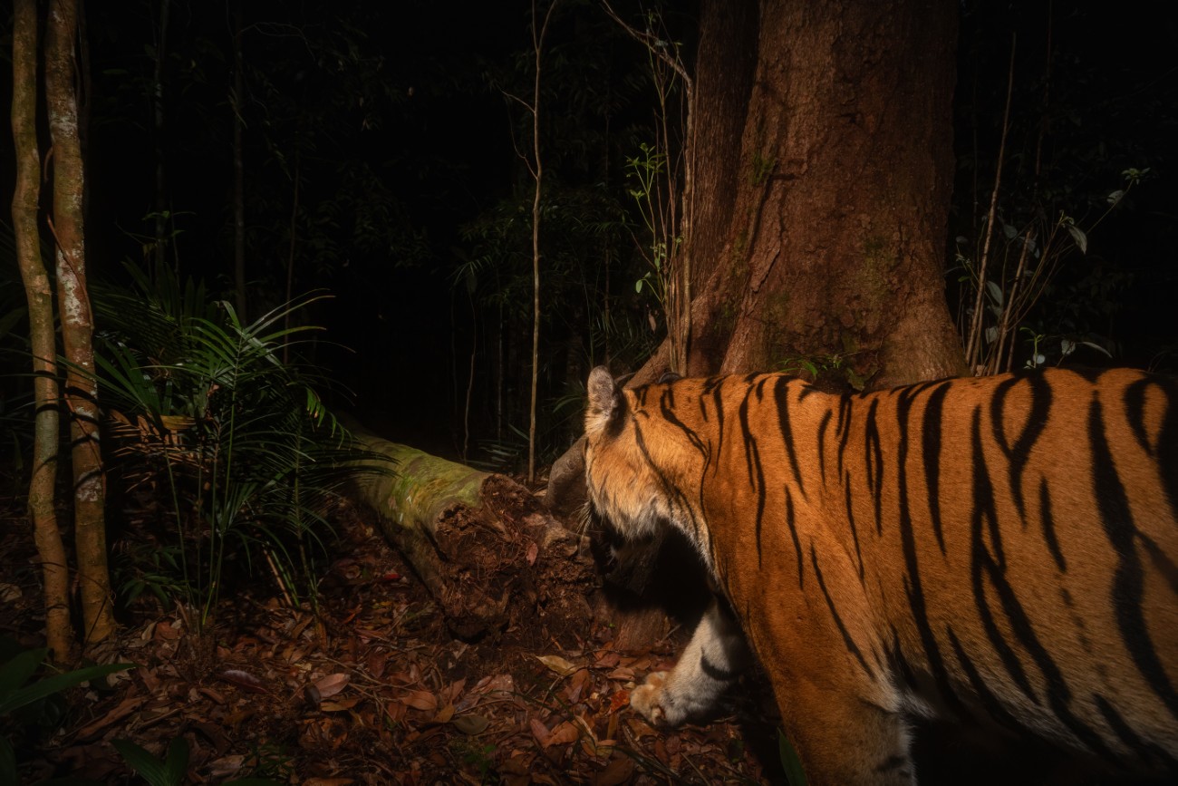 Sumatran tiger