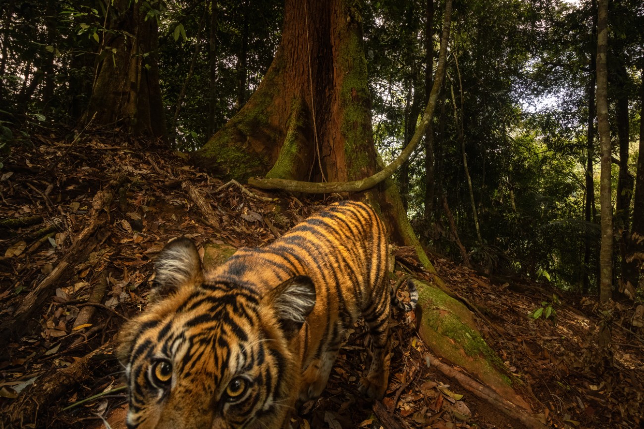 Sumatran tiger