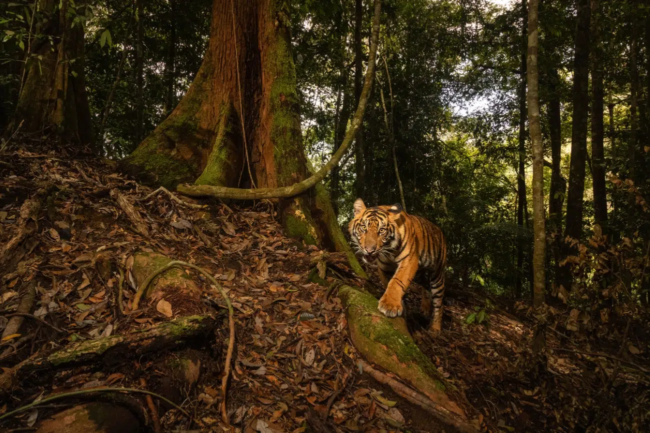 Sumatran tiger