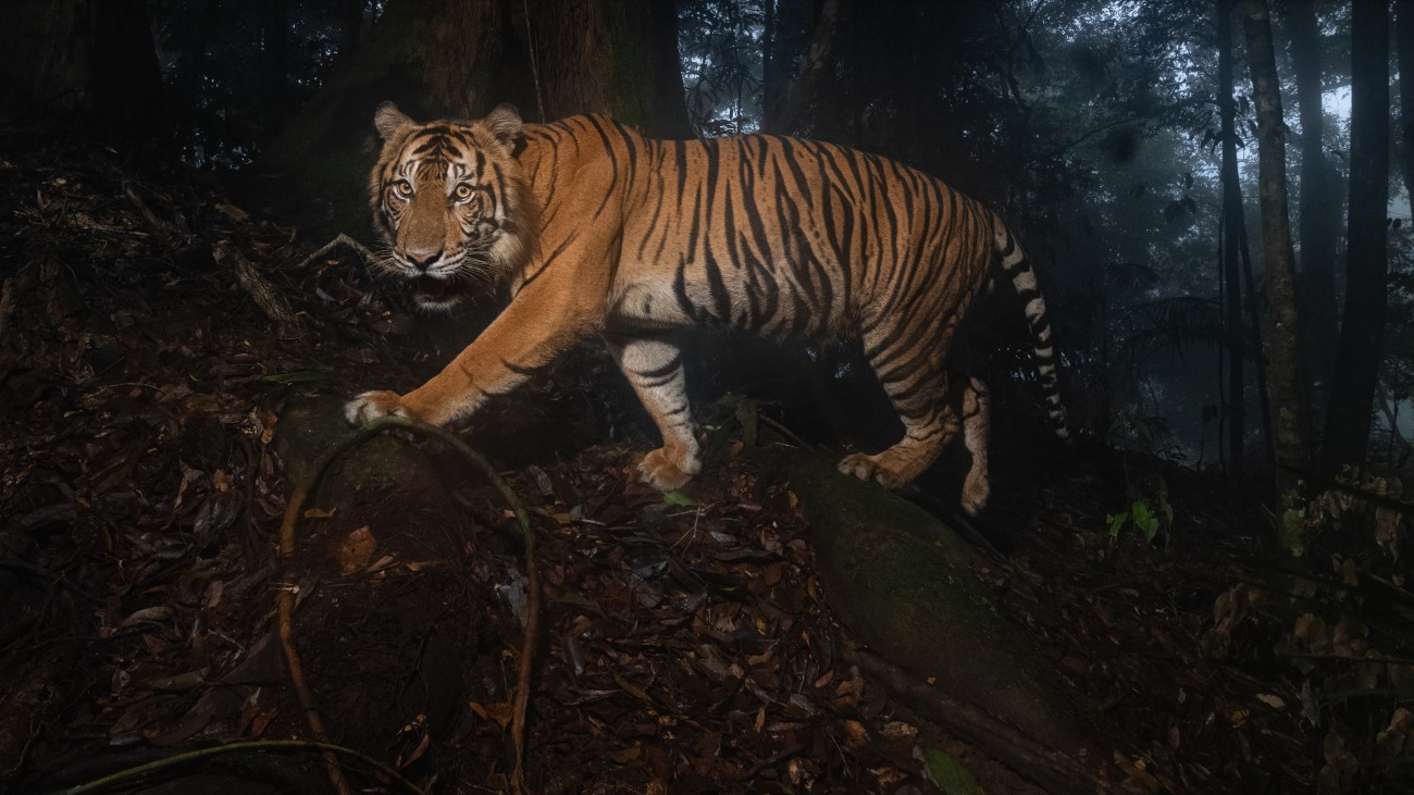 Sumatran tiger