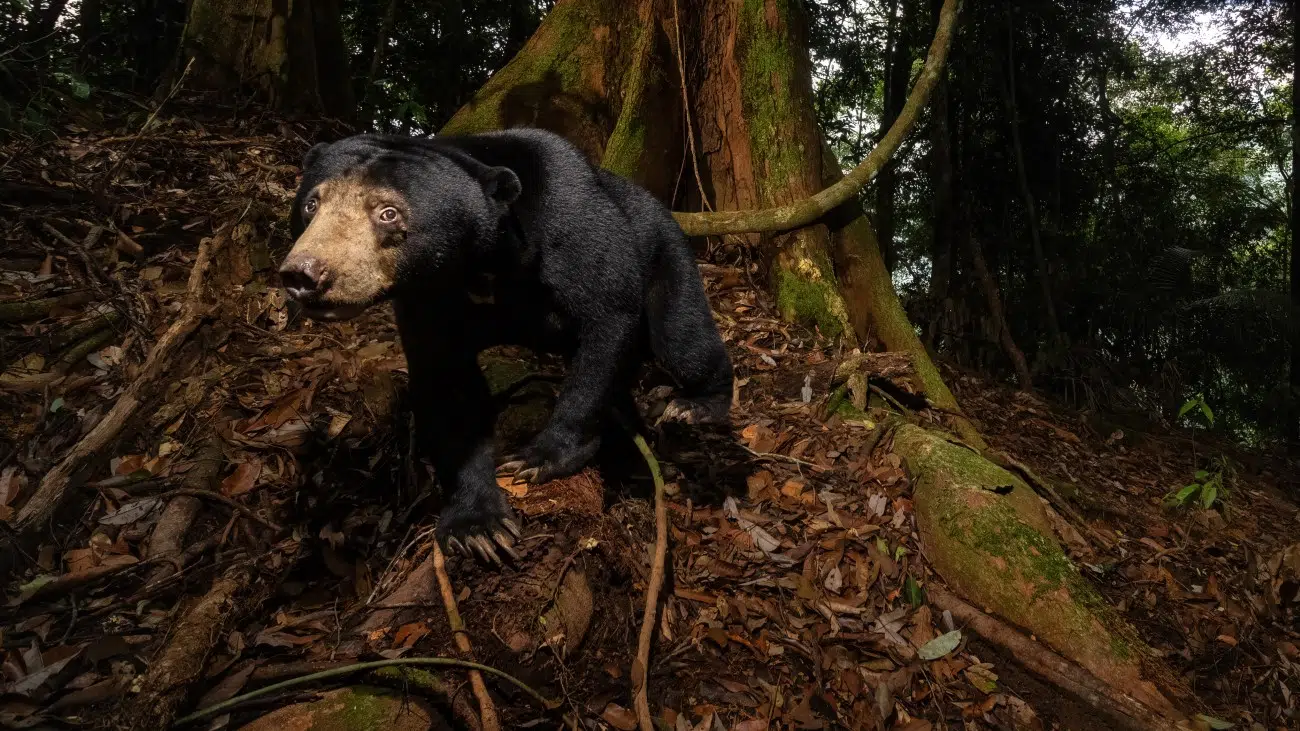 Sun bear