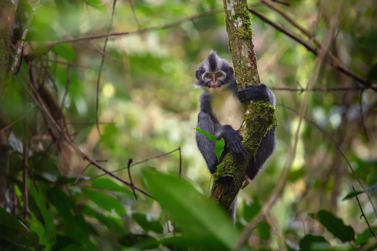 Thomas's langur